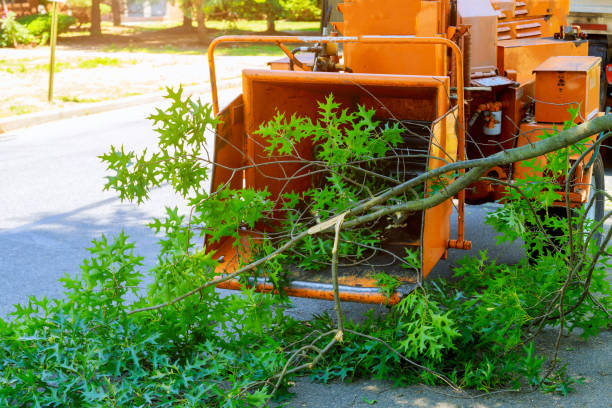 Best Palm Tree Trimming  in Lepanto, AR